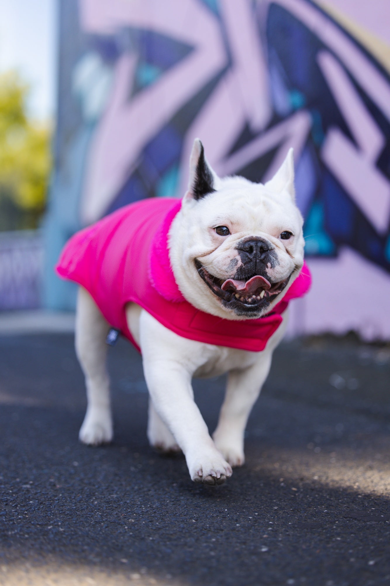 DGG Puffer Dog Jumper Stand Out Pink