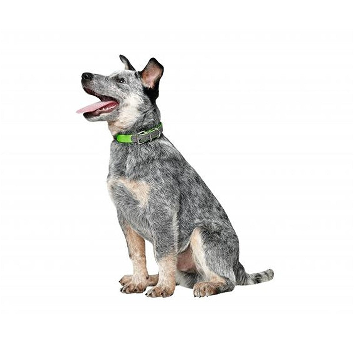 Hunter Convenience Comfort Dog Collar