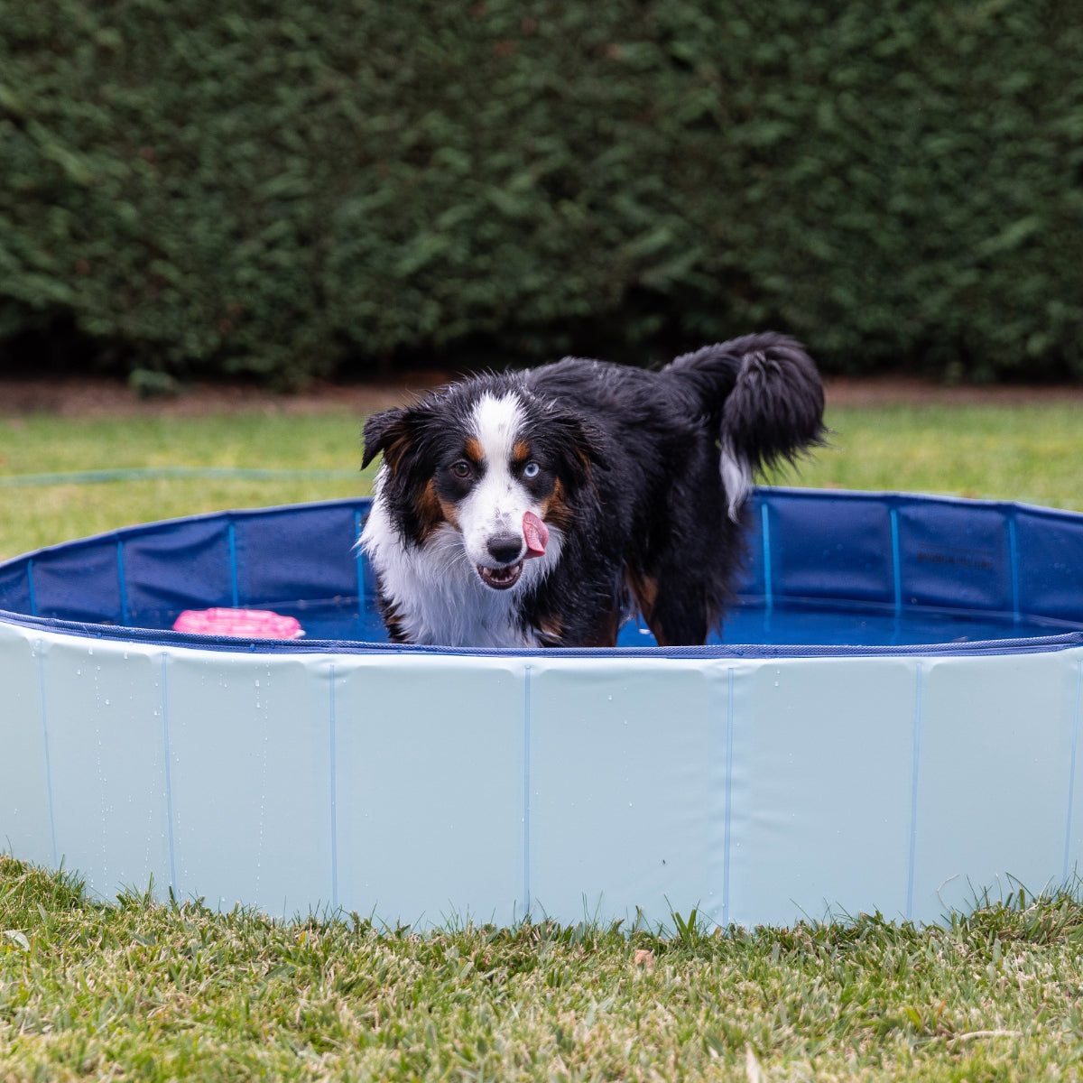Lexi & Me Pet Pool
