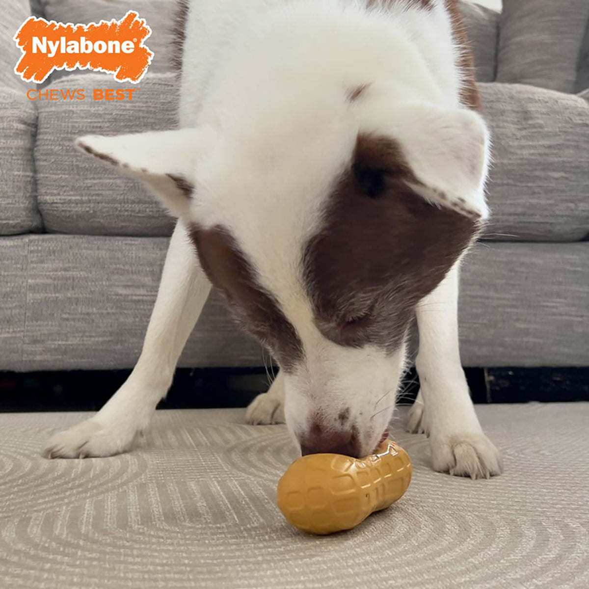 Nylabone Fillable Peanut Treat Strong Chew Dog Toy