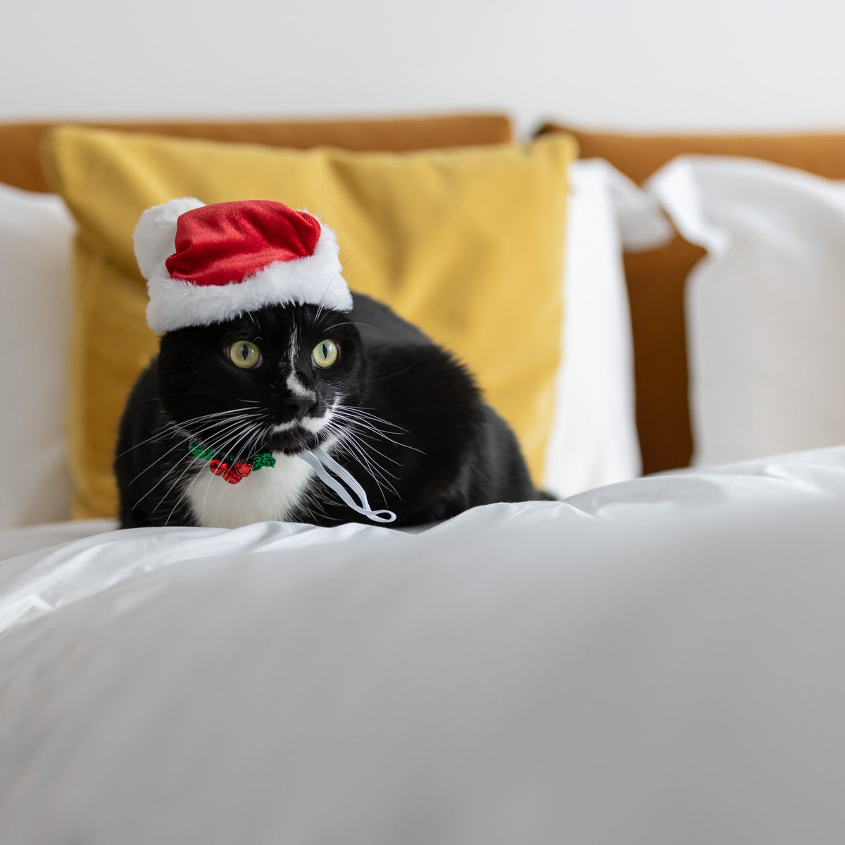 Petstock Christmas Holly Slider Cat Bell