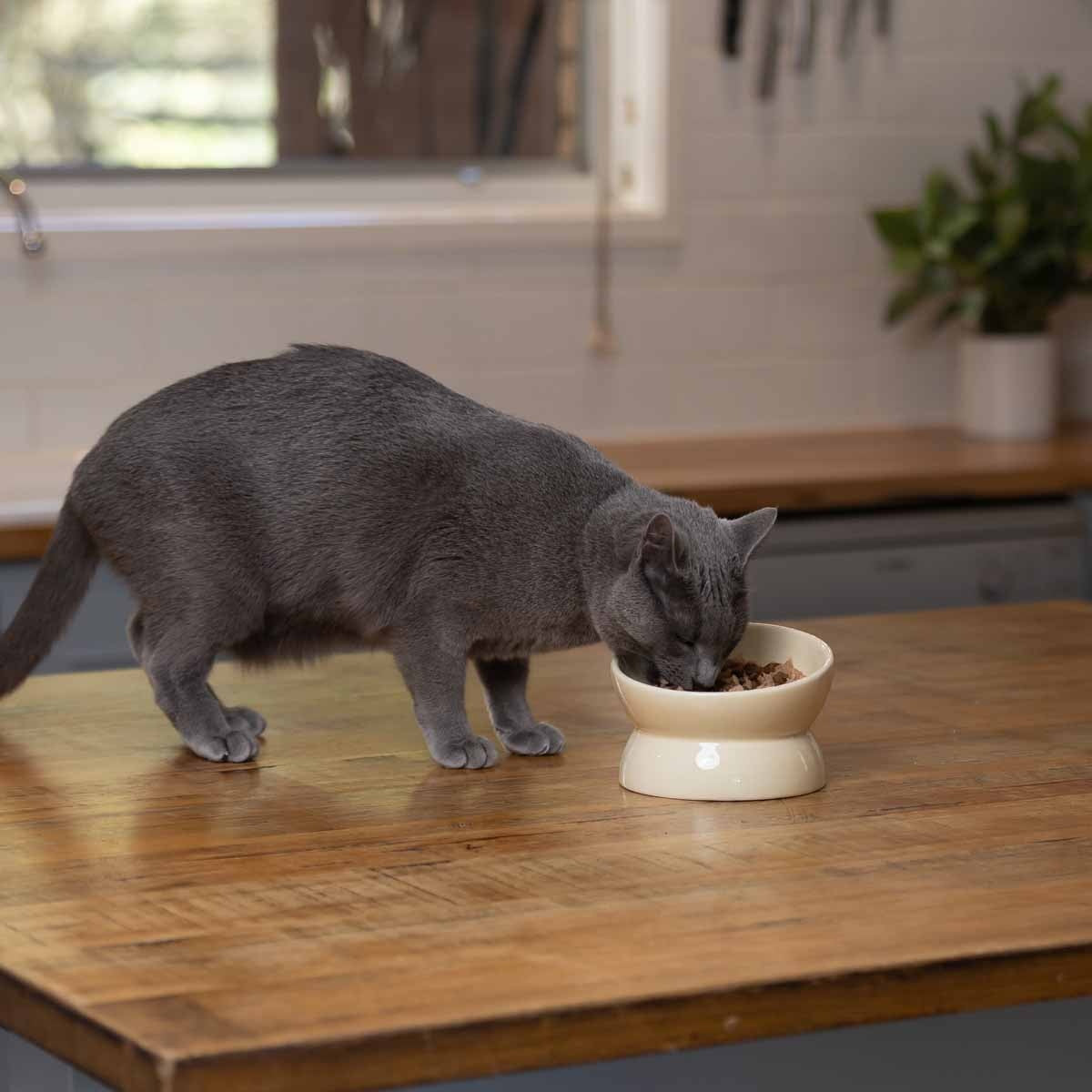 Buddy & Belle Raised Ceramic Cat Bowl