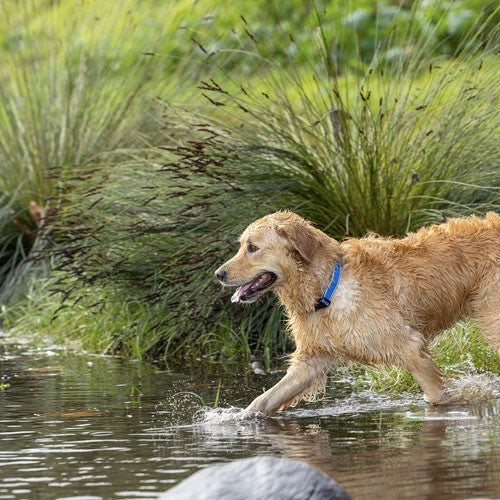 Rogz Amphibian Classic Dog Collar