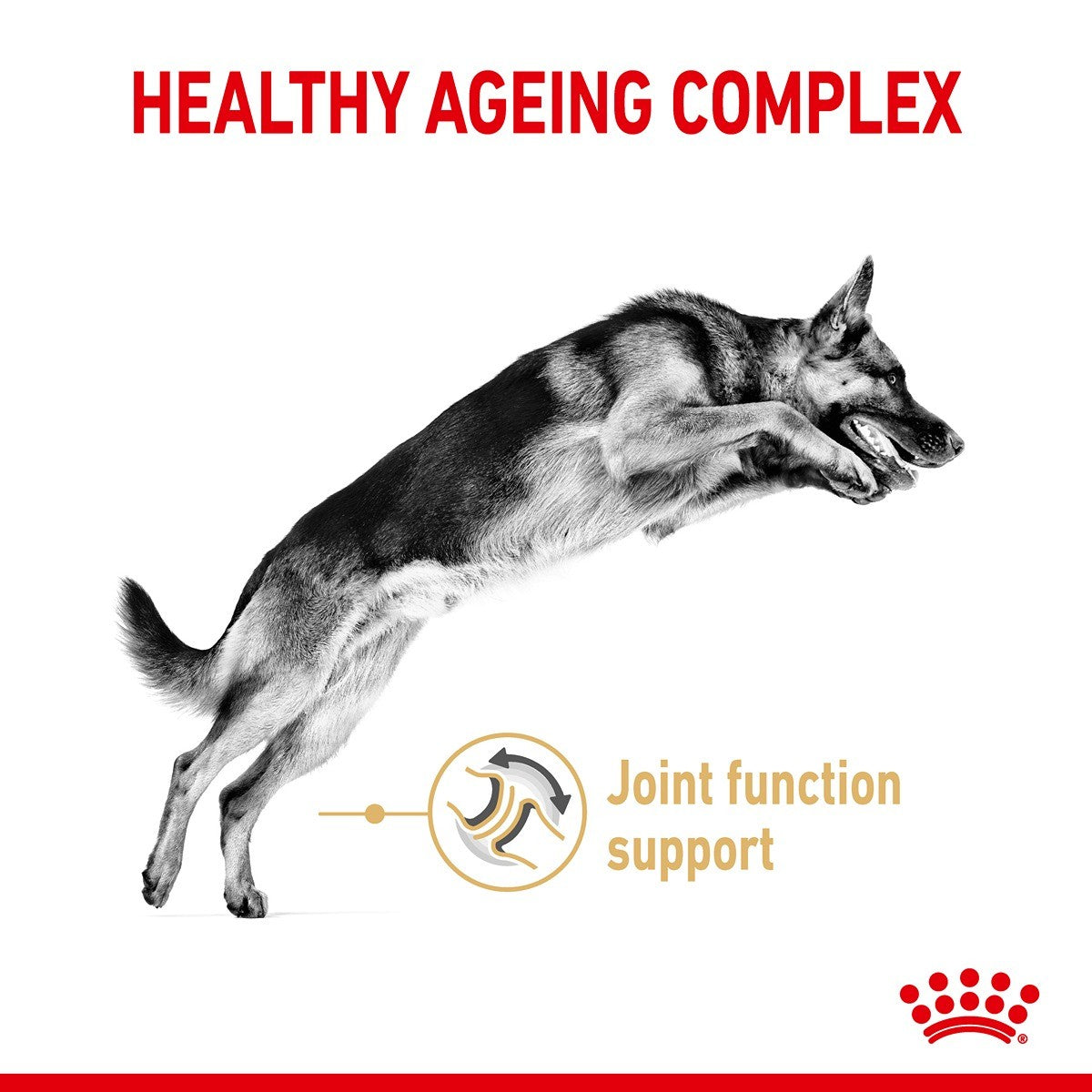 Royal Canin German Shepherd Adult 5+ Dry Dog Food