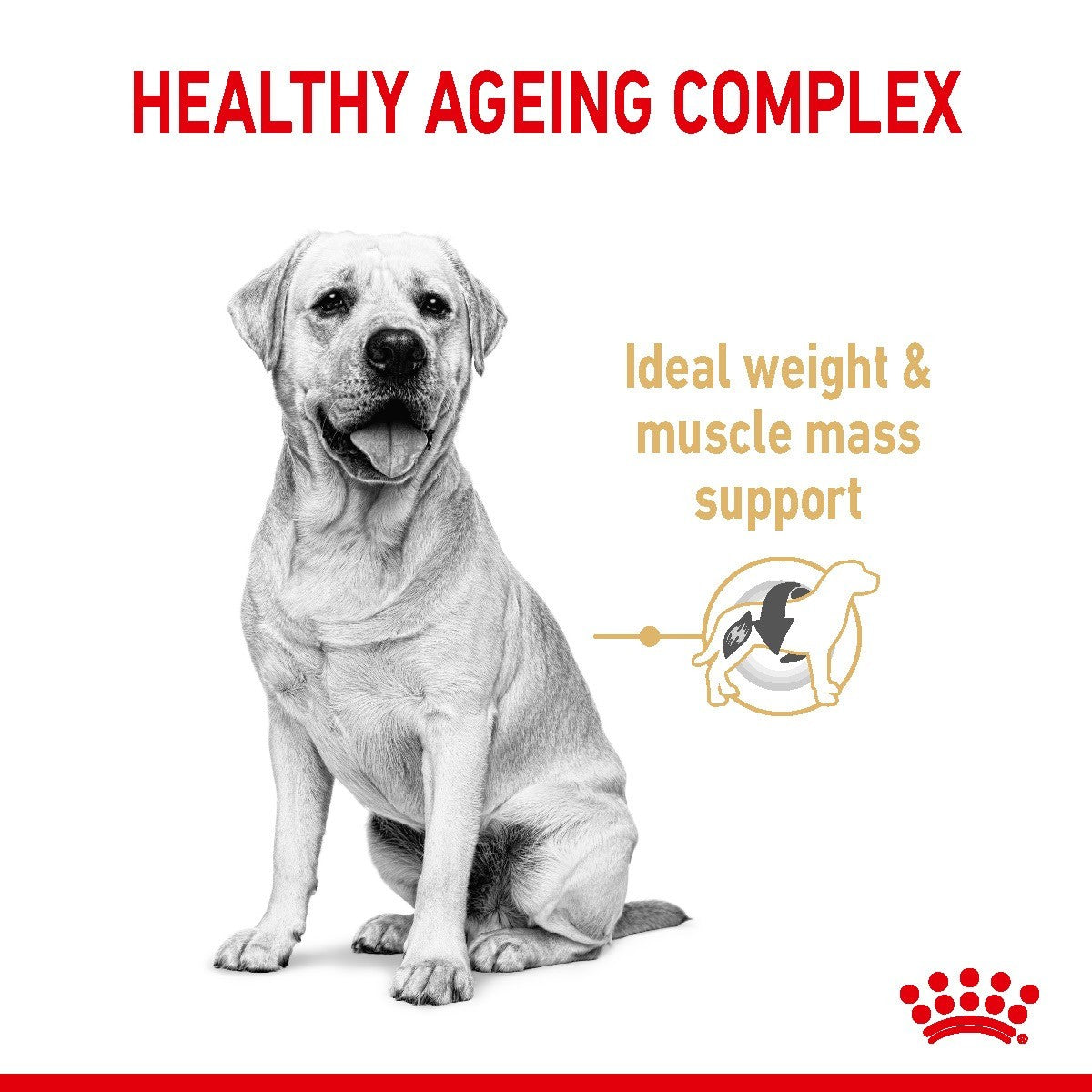 Royal Canin Labrador Retriever Adult 5+ Dry Dog Food