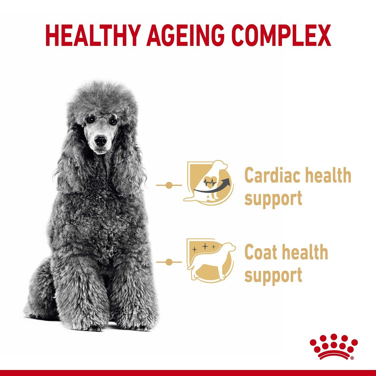 Royal Canin Poodle Adult 8+ Dry Dog Food