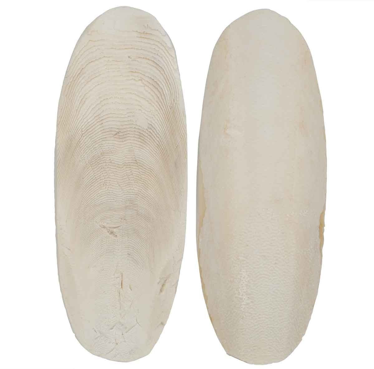 Lexi & Me Cuttlebone Twin Pack