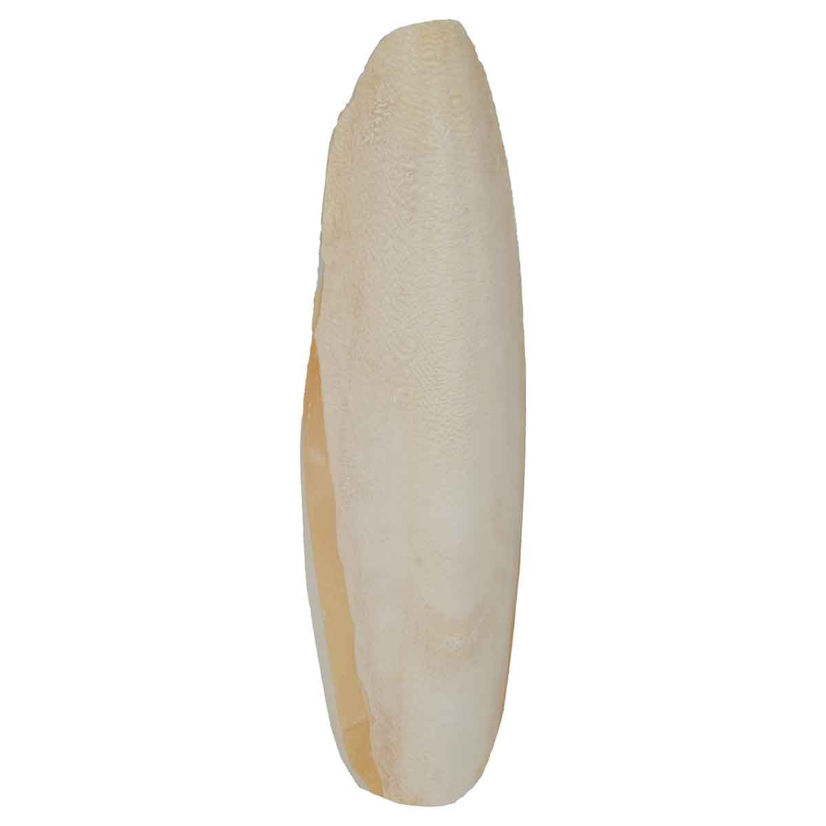 Lexi & Me Cuttlebone Twin Pack