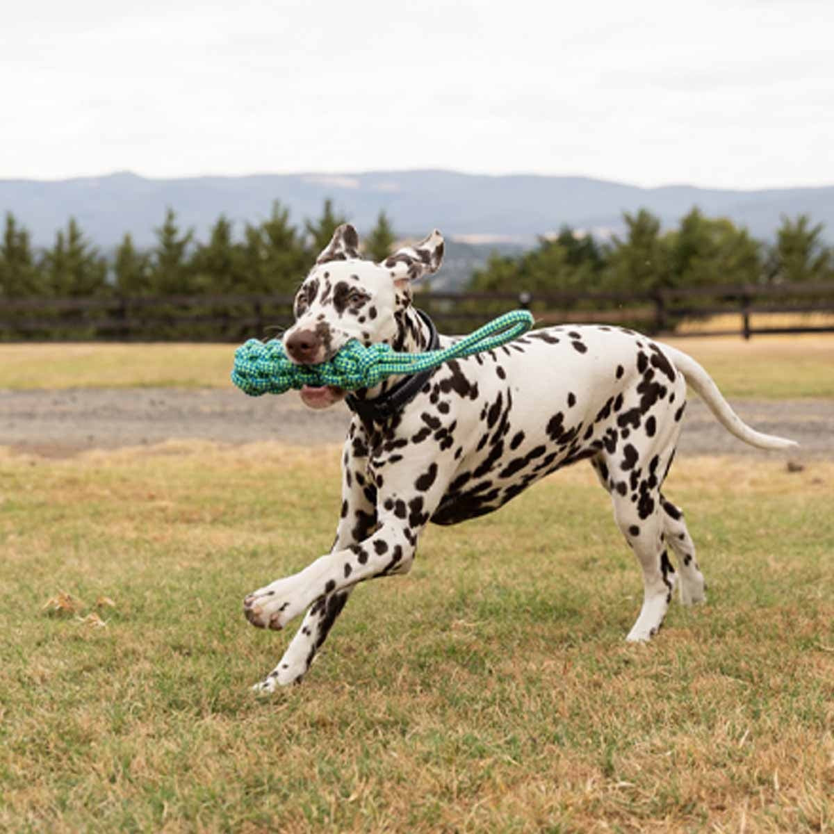 Lexi & Me Bumper with Handle Rope Tug Toy