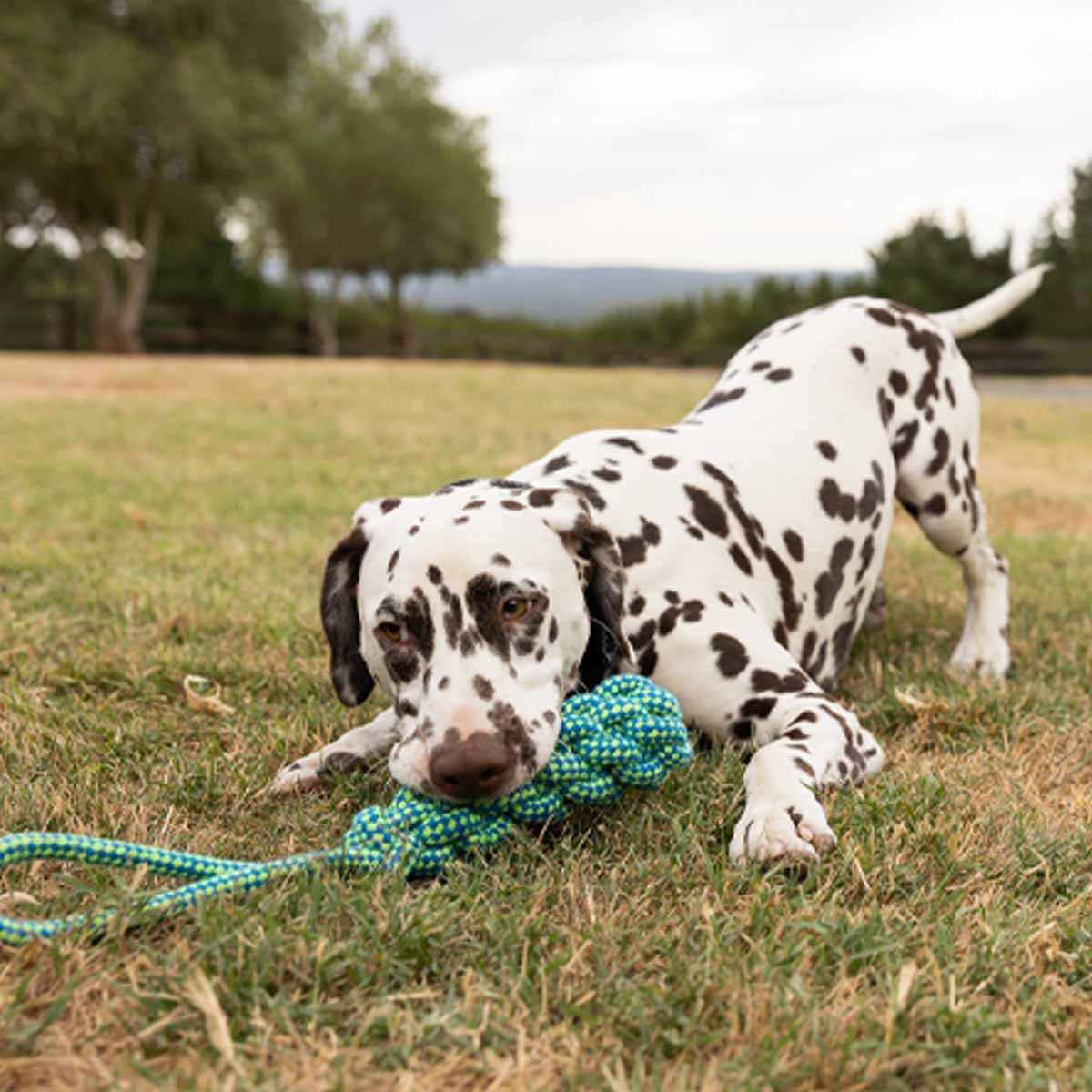 Lexi & Me Bumper with Handle Rope Tug Toy