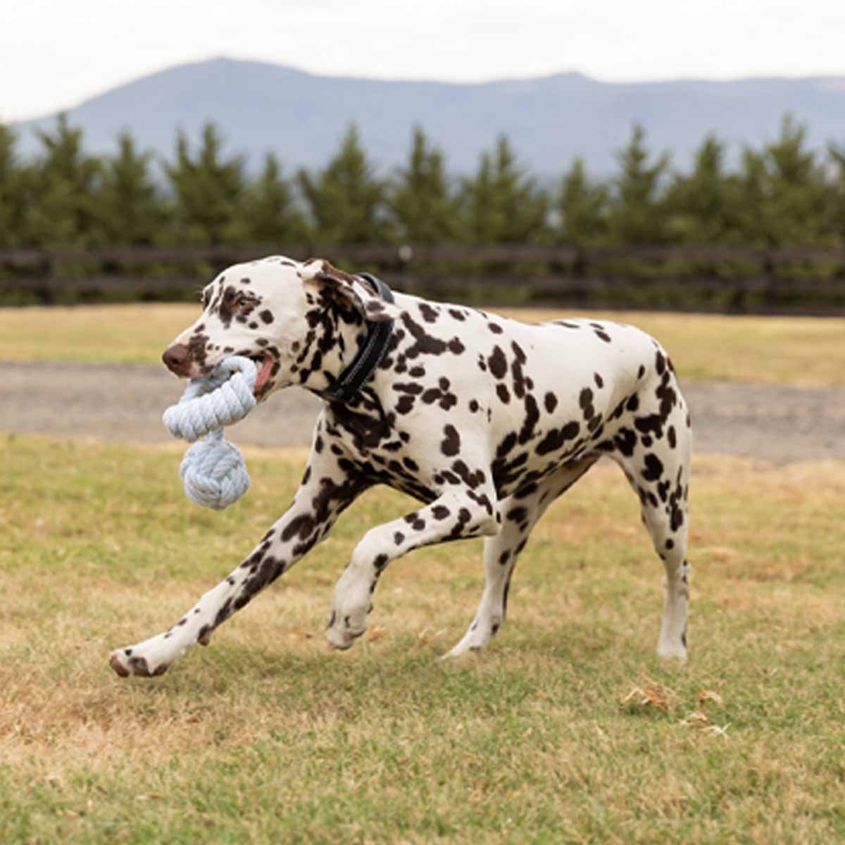 Lexi & Me Knot with Handle Rope Tug Toy