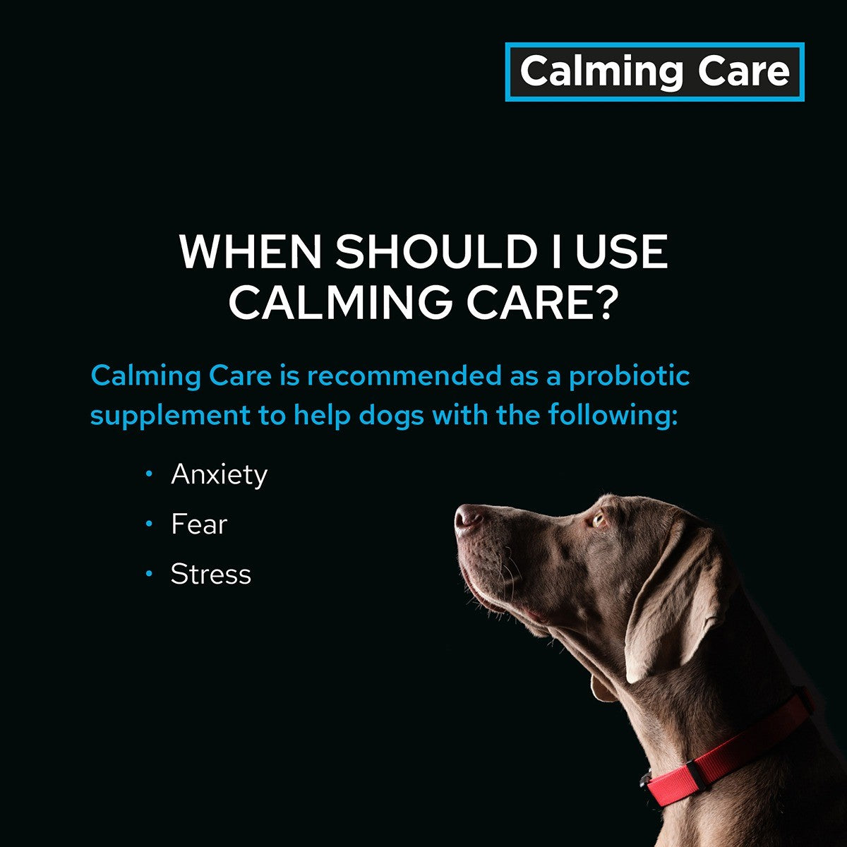 Pro Plan Vet Diet Calming Care Canine Supplement