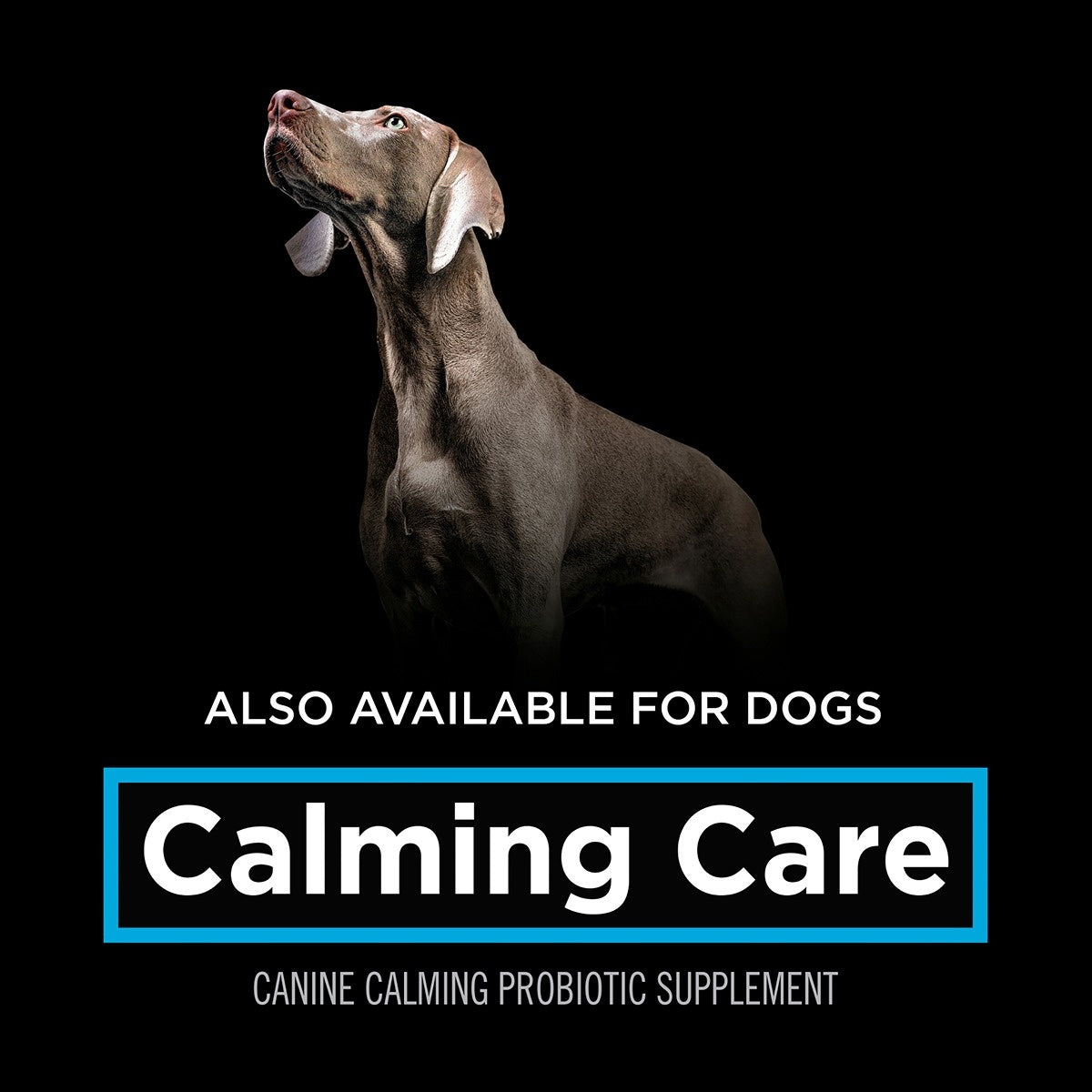 Pro Plan Vet Supplement Feline Calming Care