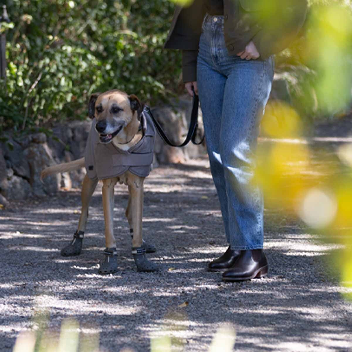 Buddy & Belle Dog Boots
