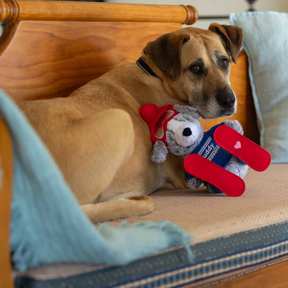 Petstock Foundation Winter Buddy Plush Toy