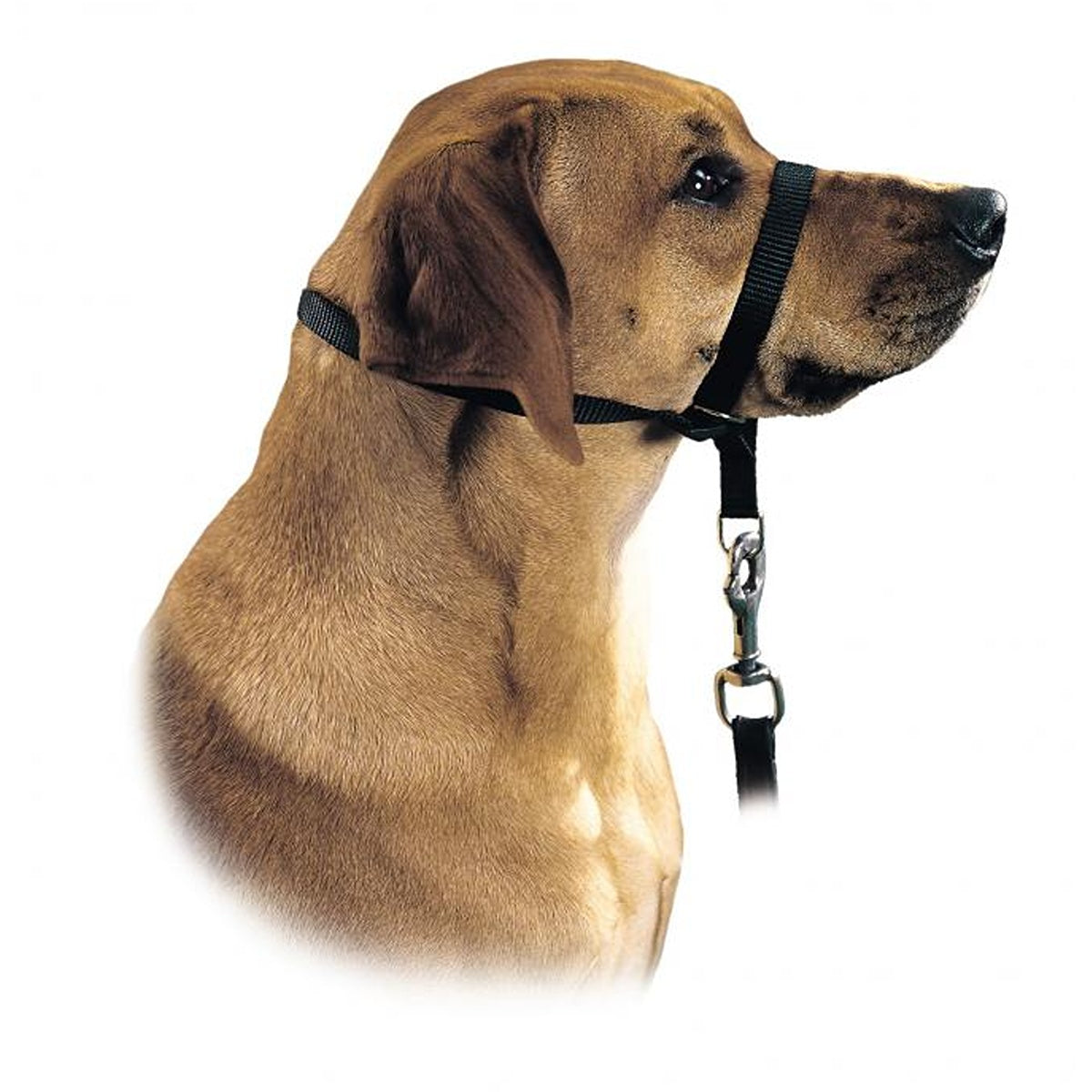 Hunter Follow Me Training Head Harness
