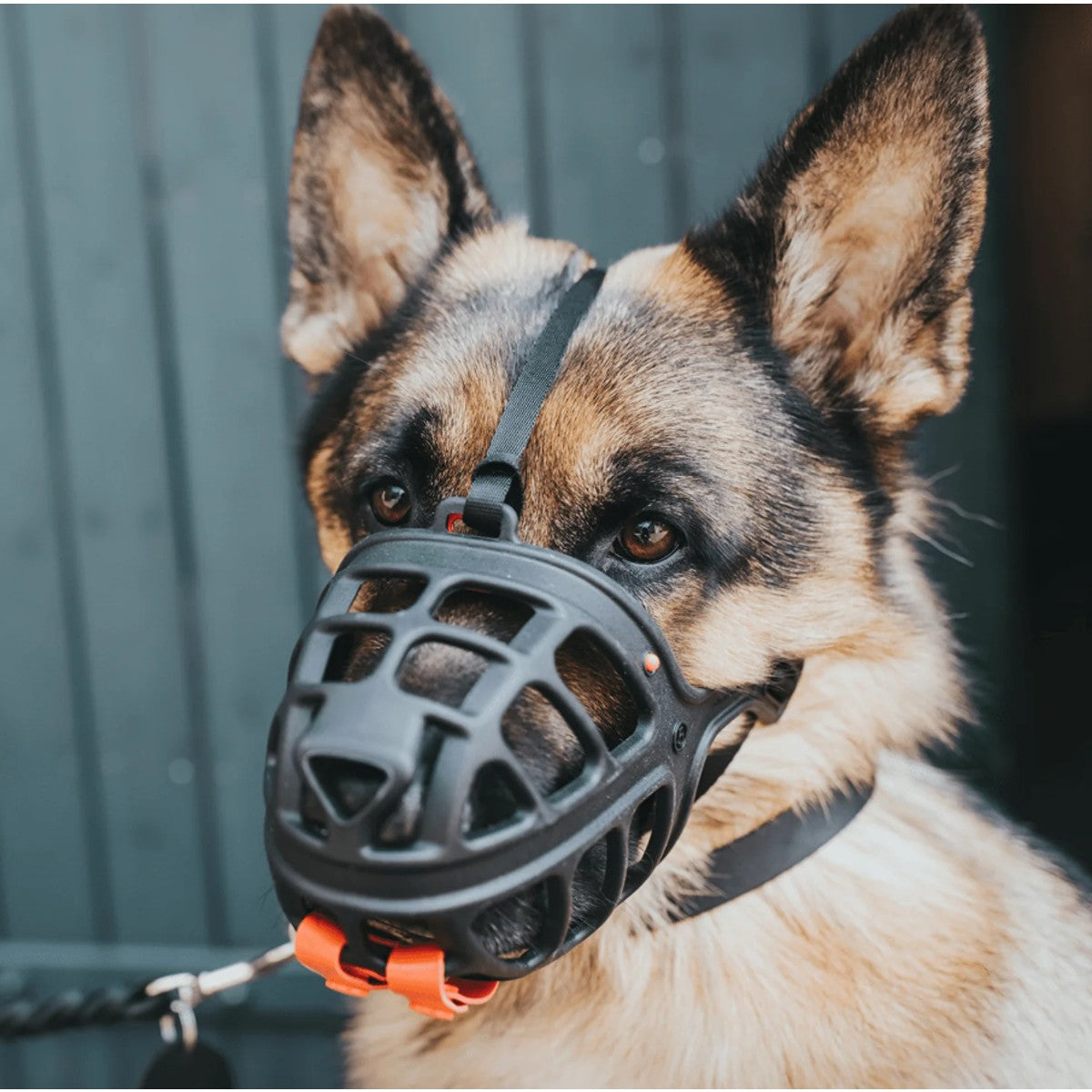 Hunter Albury Dog Muzzle