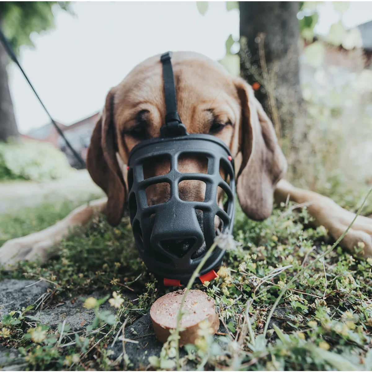 Hunter Albury Dog Muzzle