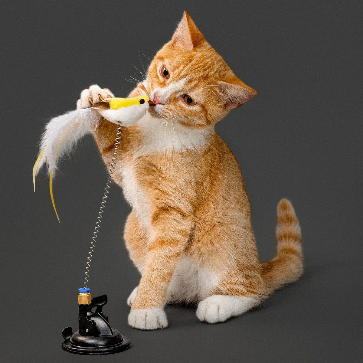 Playology Suction Cup Spring Bird Cat Toy