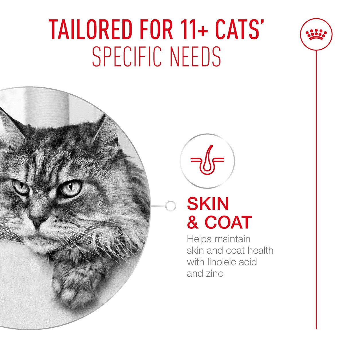 ROYAL CANIN Ageing 11+ Adult Jelly Wet Cat Food