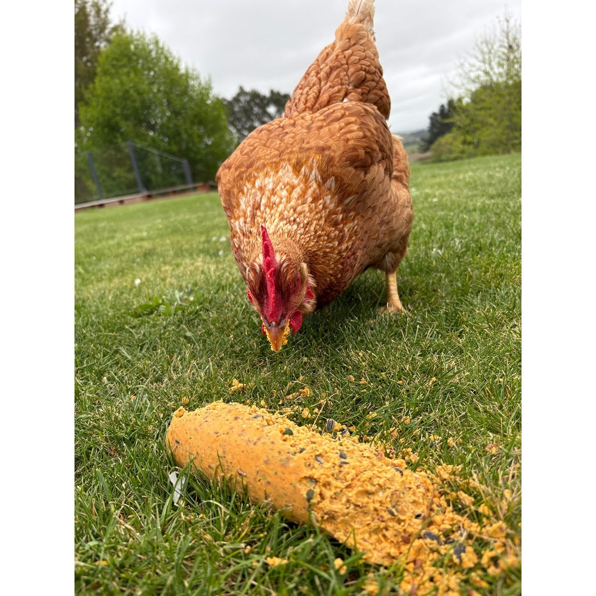 Topflite 'The Bok Bar' Poultry Treat