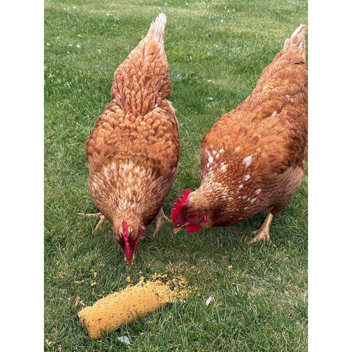Topflite 'The Bok Bar' Poultry Treat