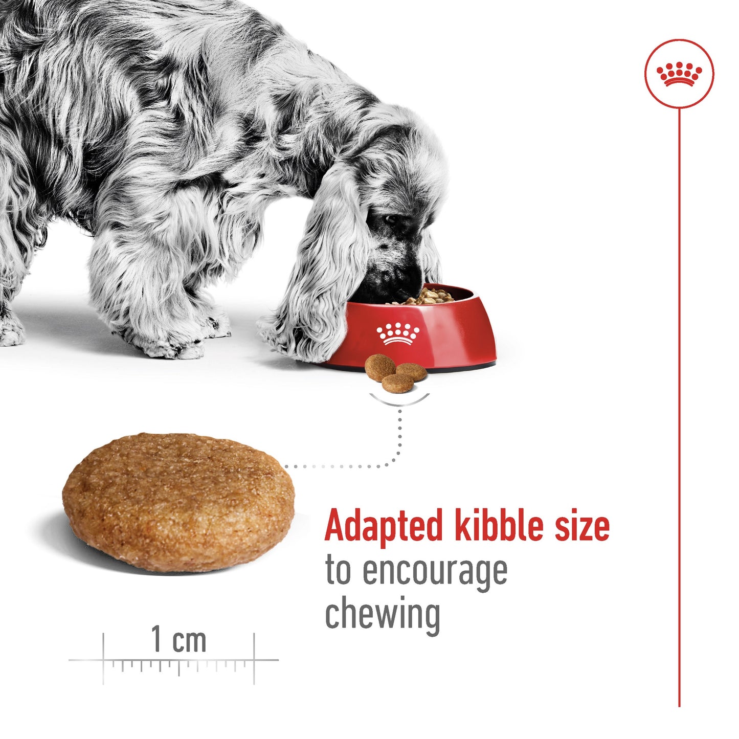 Royal Canin Medium Adult Dry Dog Food