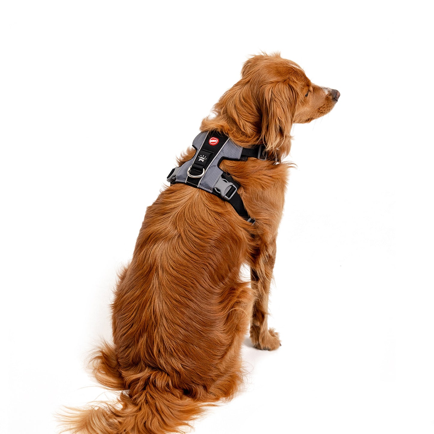 EzyDog X-Link Dog Harness