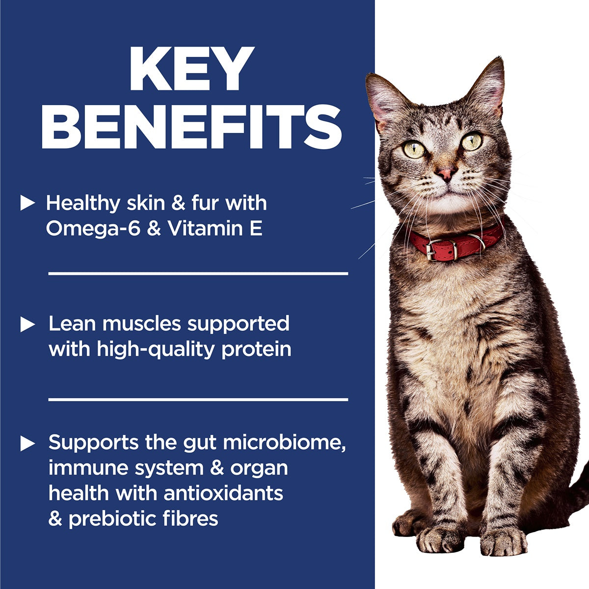 Hill's Science Diet Adult Salmon & Brown Rice Dry Cat Food