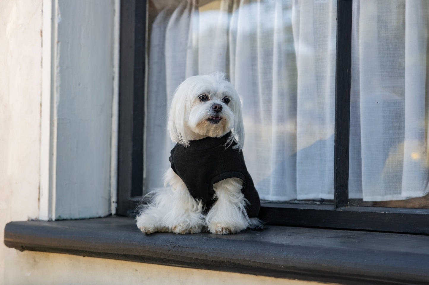 DGG Jersey Huggie Dog Jumper Black