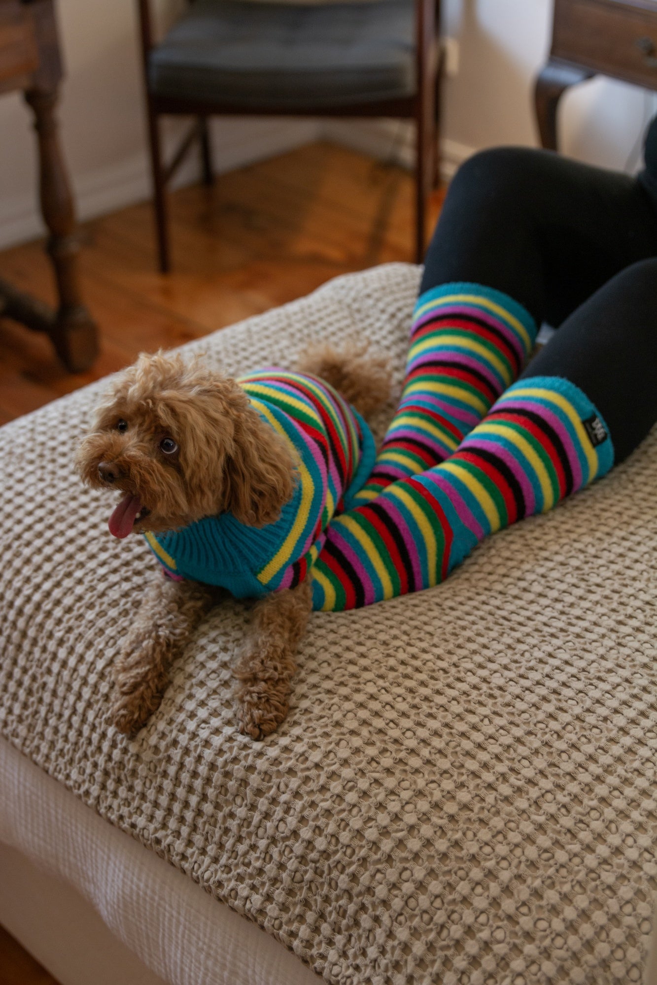 DGG Fashion Knit Dog Jumper Rainbow Stripe