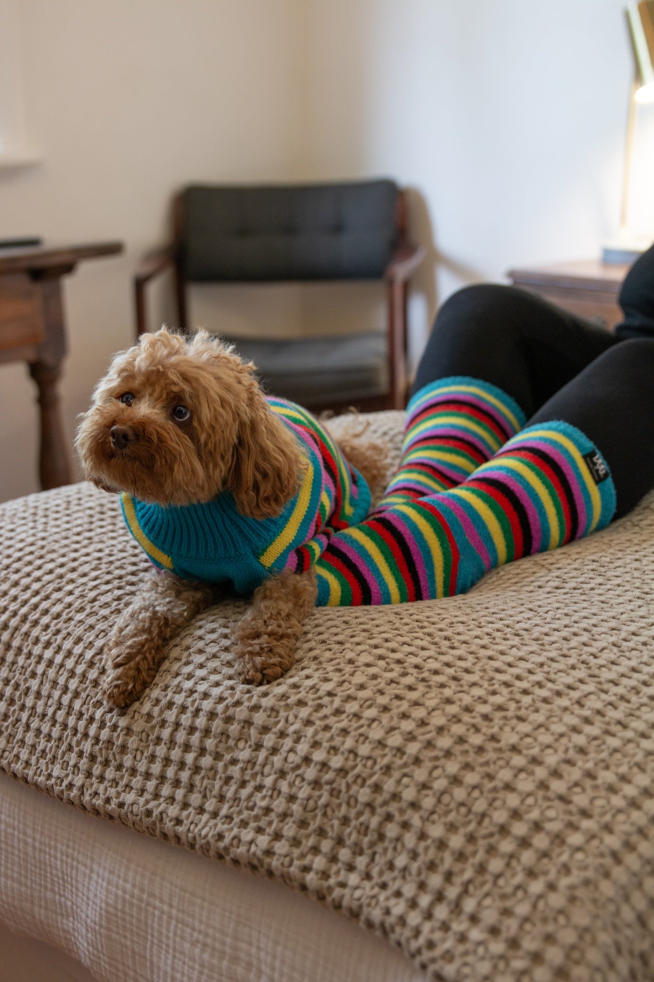 DGG Hooman Bed Socks - Rainbow Stripe