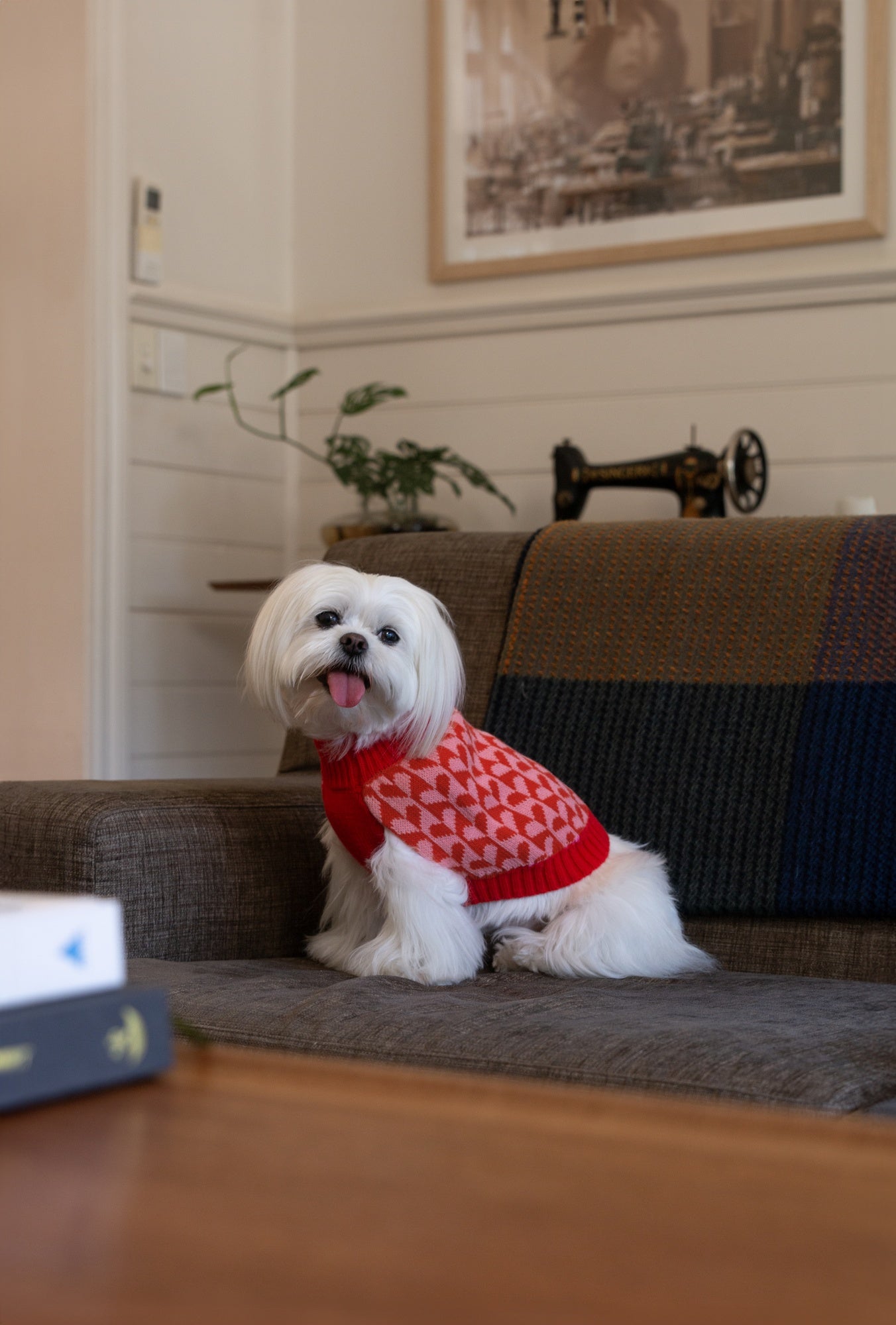 DGG Fashion Knit Dog Jumper Sweetheart