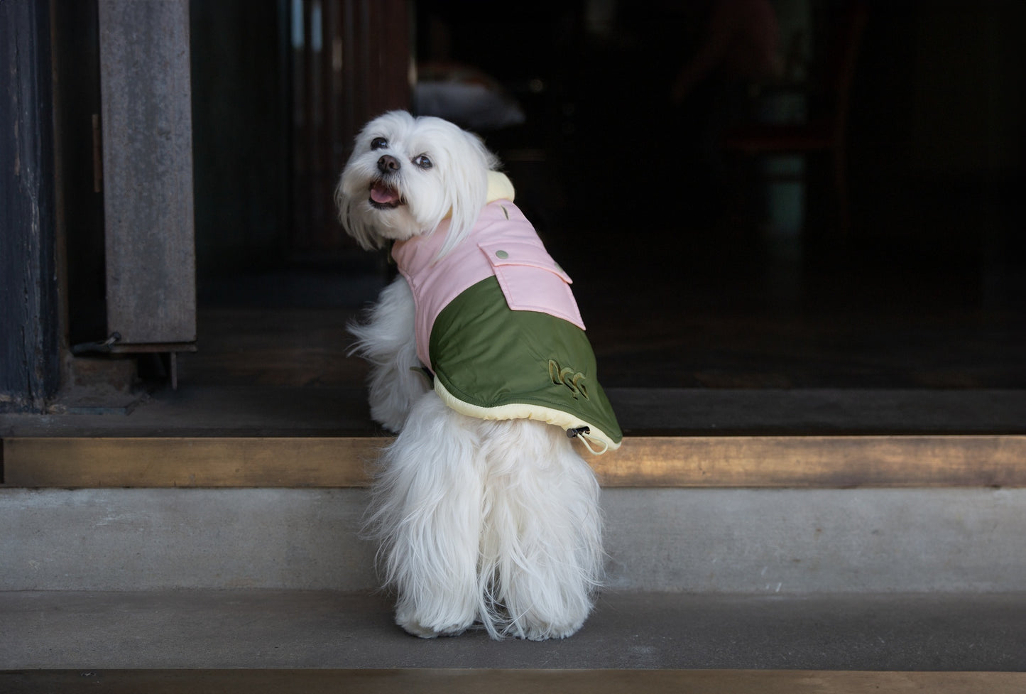 DGG Fashionista Dog Jacket Comeback