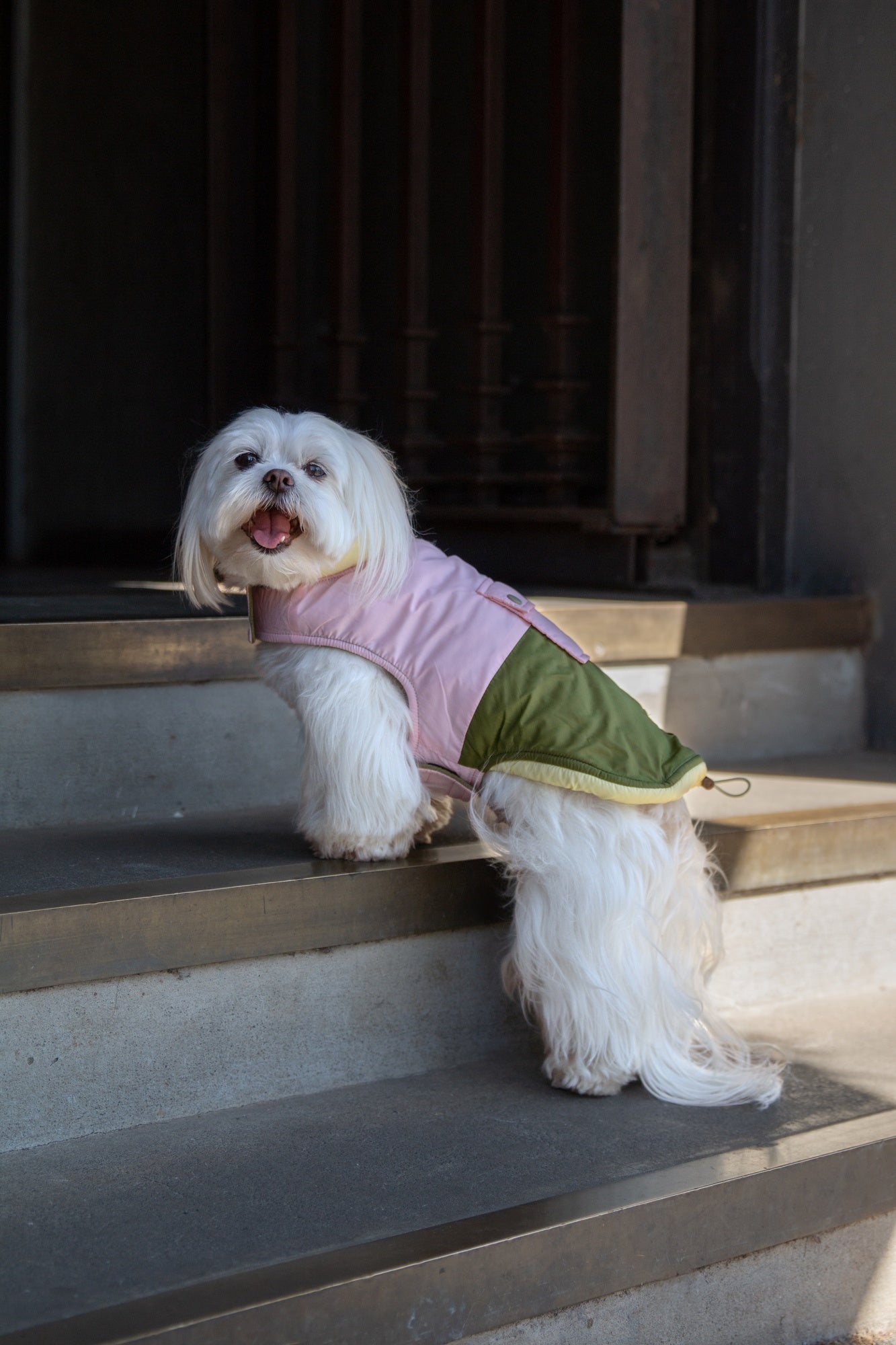 DGG Fashionista Dog Jacket Comeback