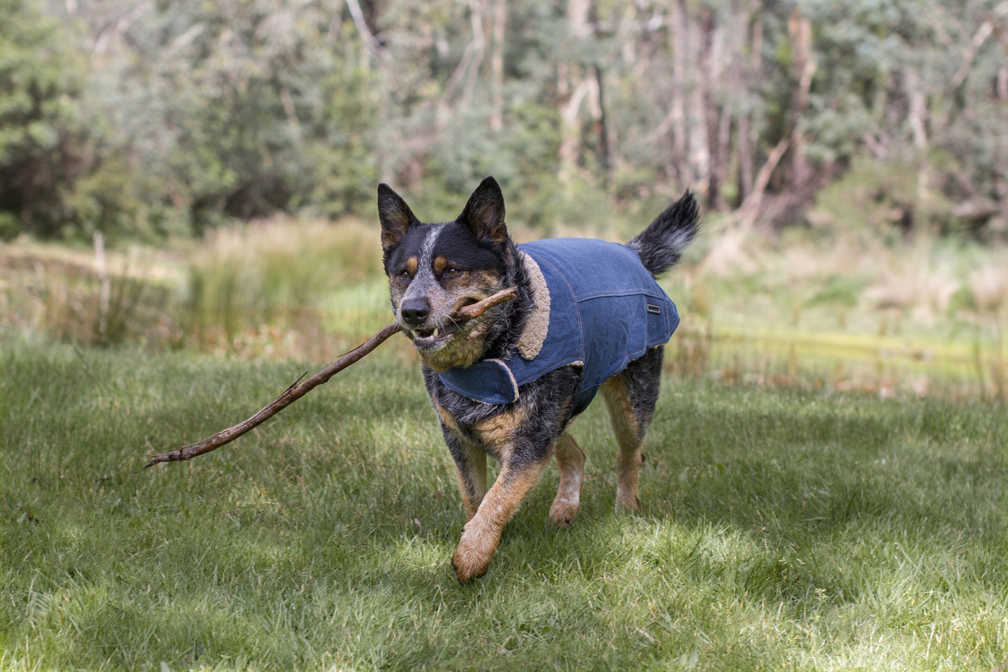 Ruff n Rugged Classic Denim Dog Jacket