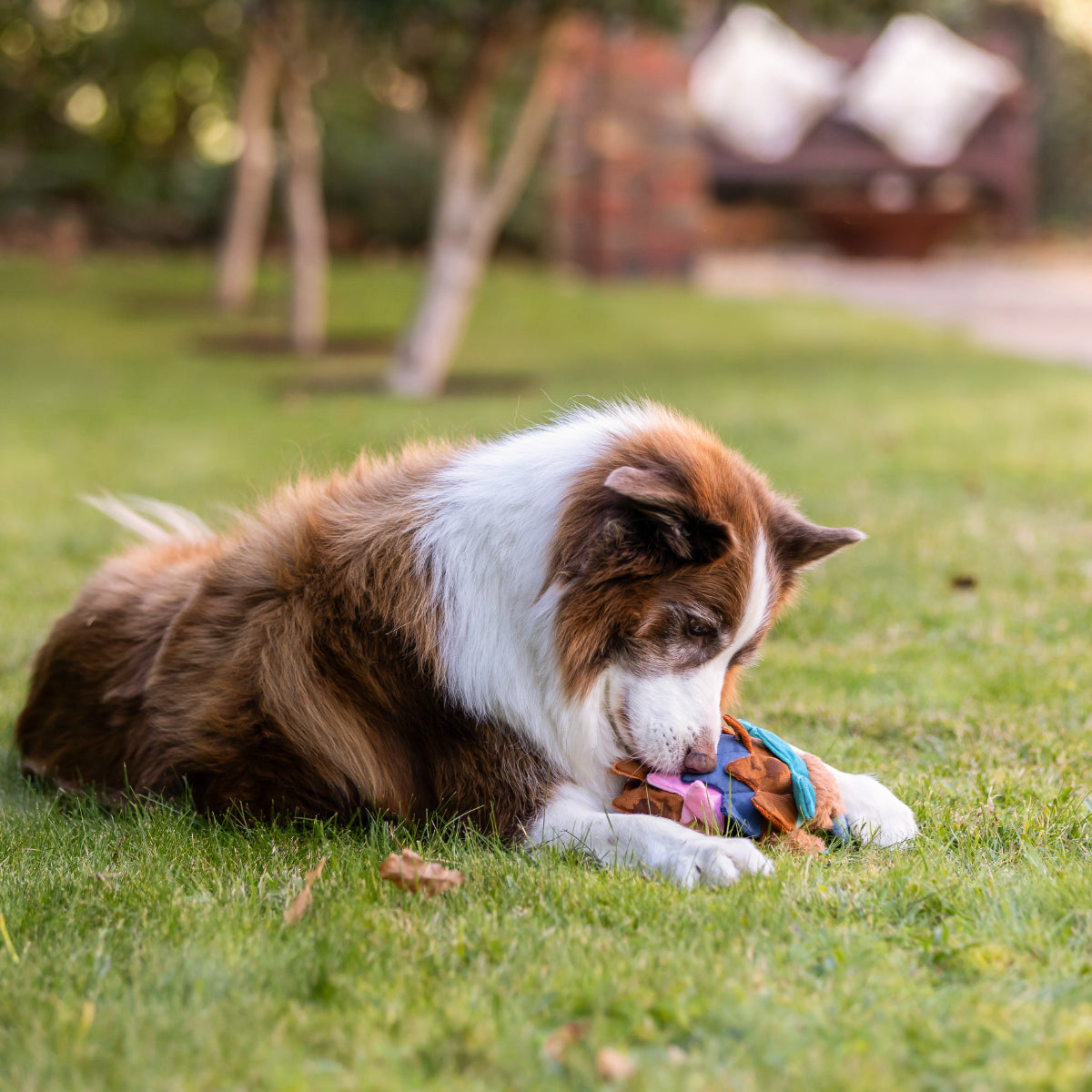 Lexi & Me Snuffle Echidna Dog Toy
