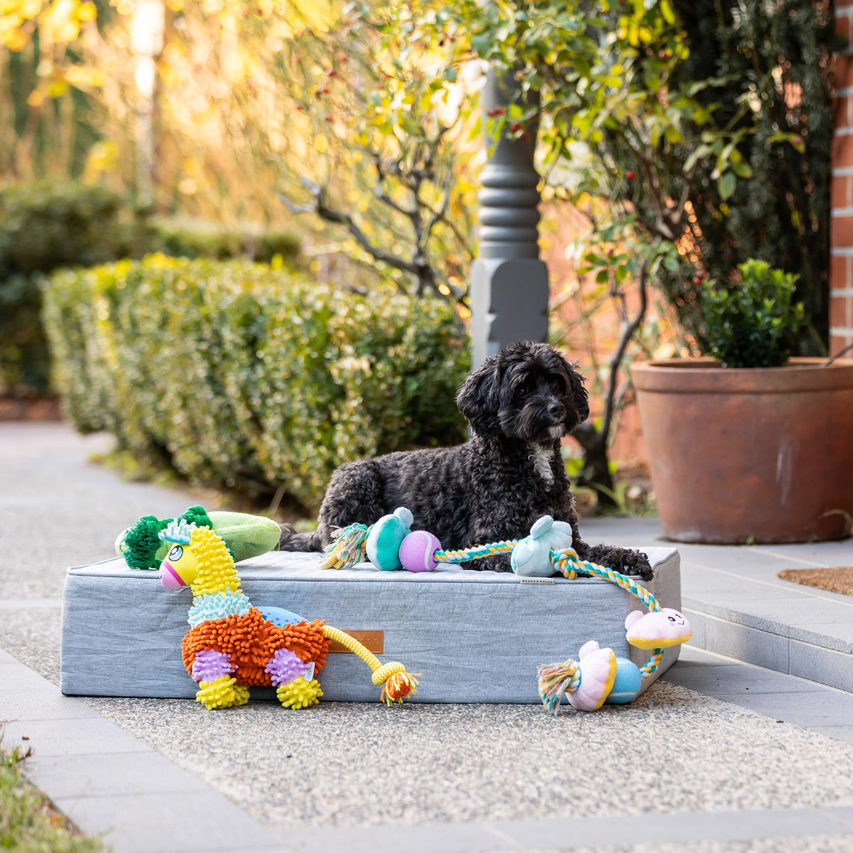 Lexi & Me Clam & Pearl Rope Dog Toy