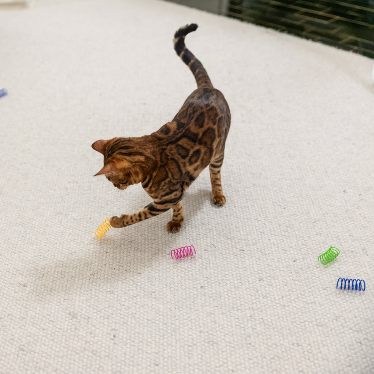 Lexi & Me Springs Cat Toy
