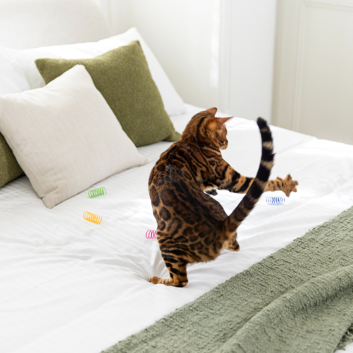 Lexi & Me Springs Cat Toy