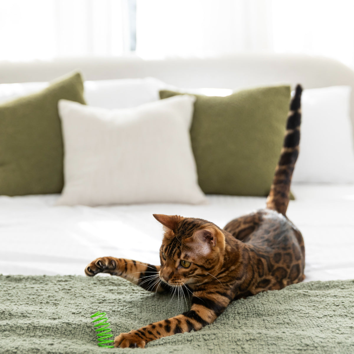 Lexi & Me Springs Cat Toy