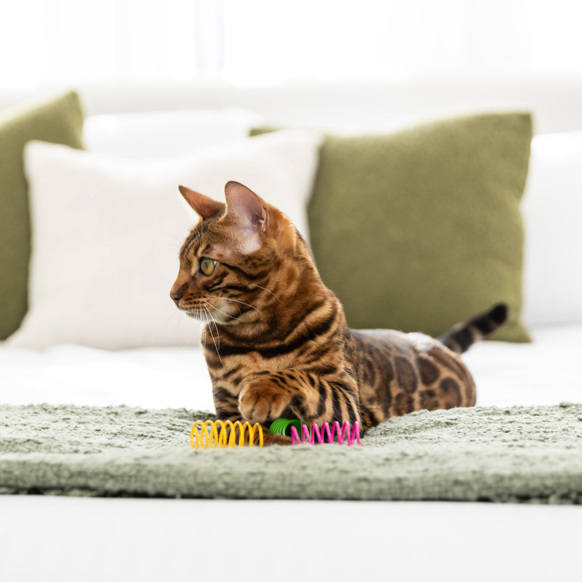 Lexi & Me Springs Cat Toy