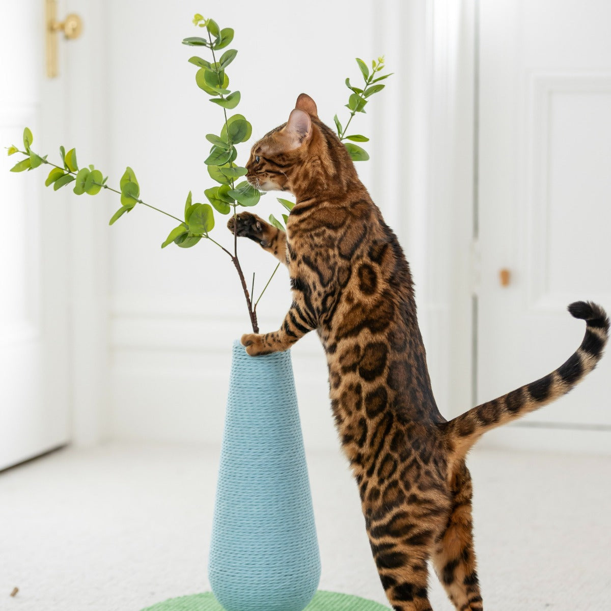 Petpals Flower Vase Cat Scratcher