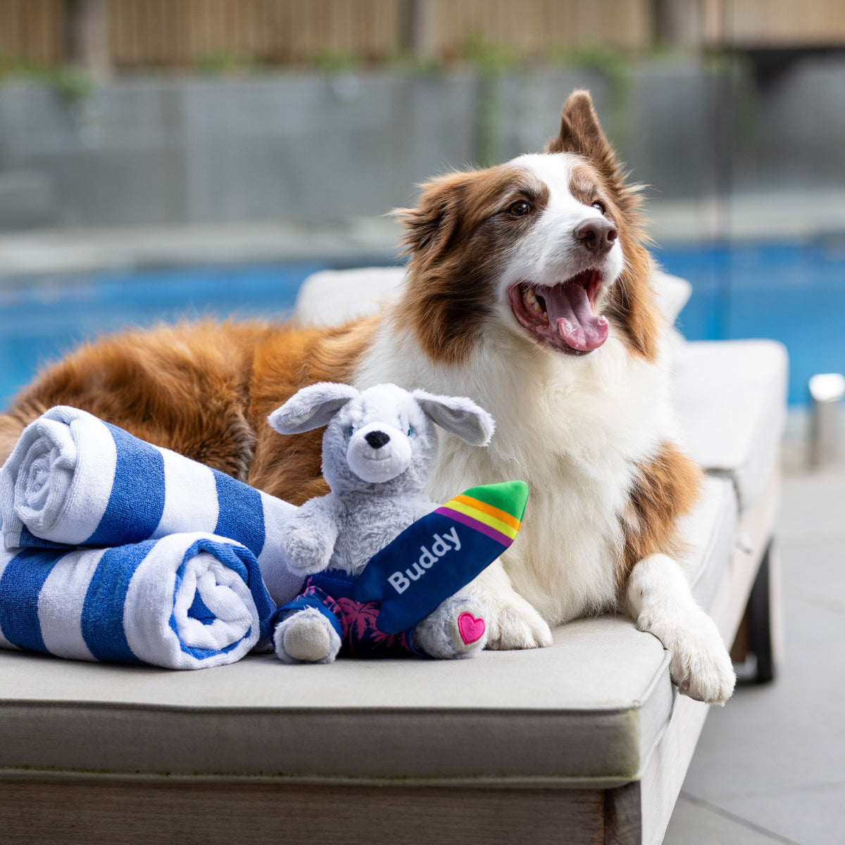 Petstock Foundation Surfer Buddy Dog Toy