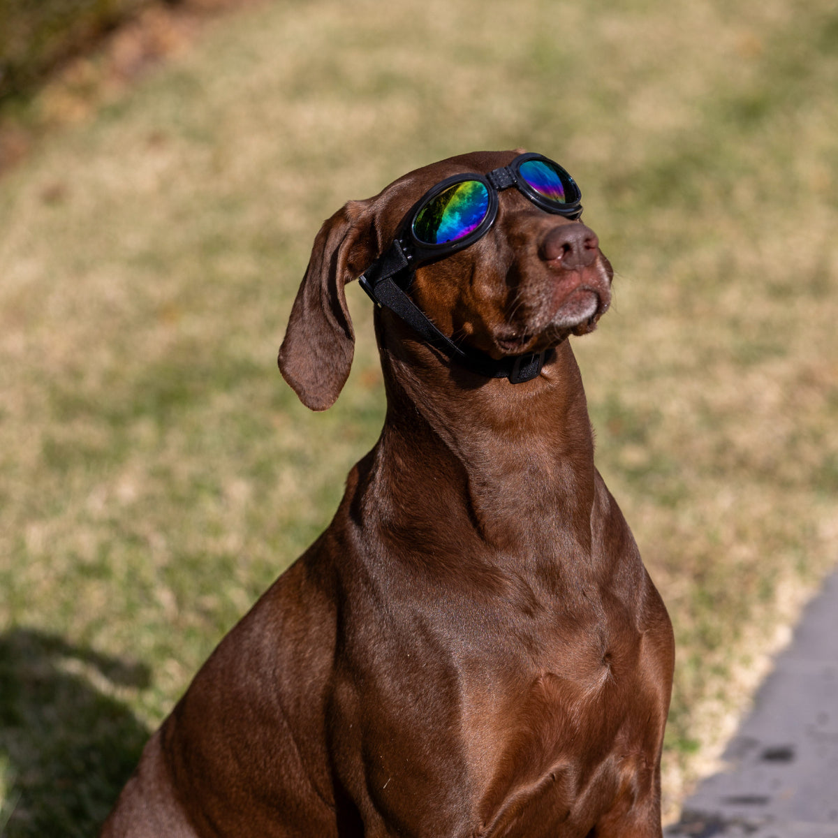 Lexi & Me Dog Goggles