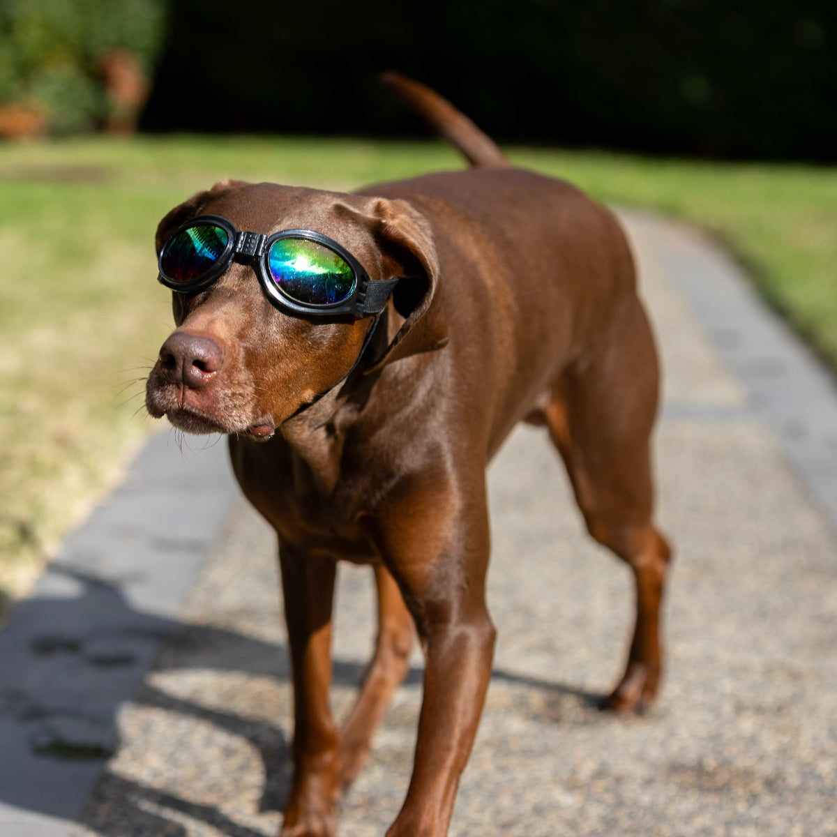 Lexi & Me Dog Goggles