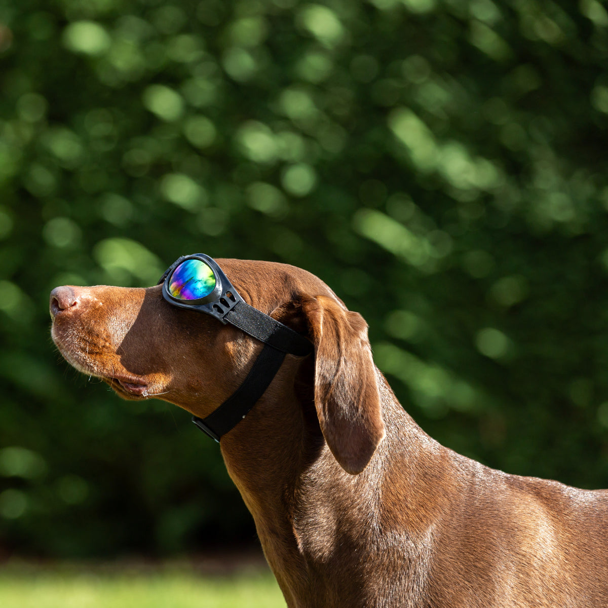 Lexi & Me Dog Goggles