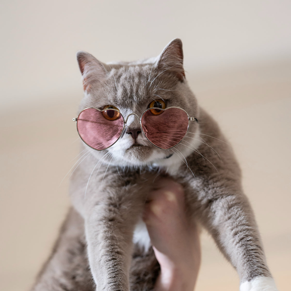 Lexi & Me Dog & Cat Heart Sunglasses