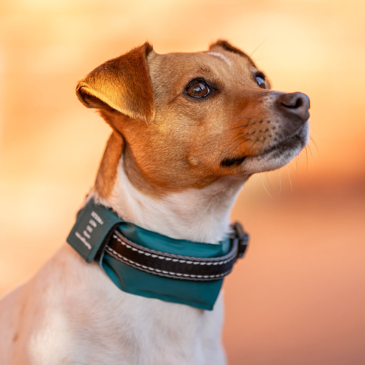 Lexi & Me Cooling Dog Collar Sleeve