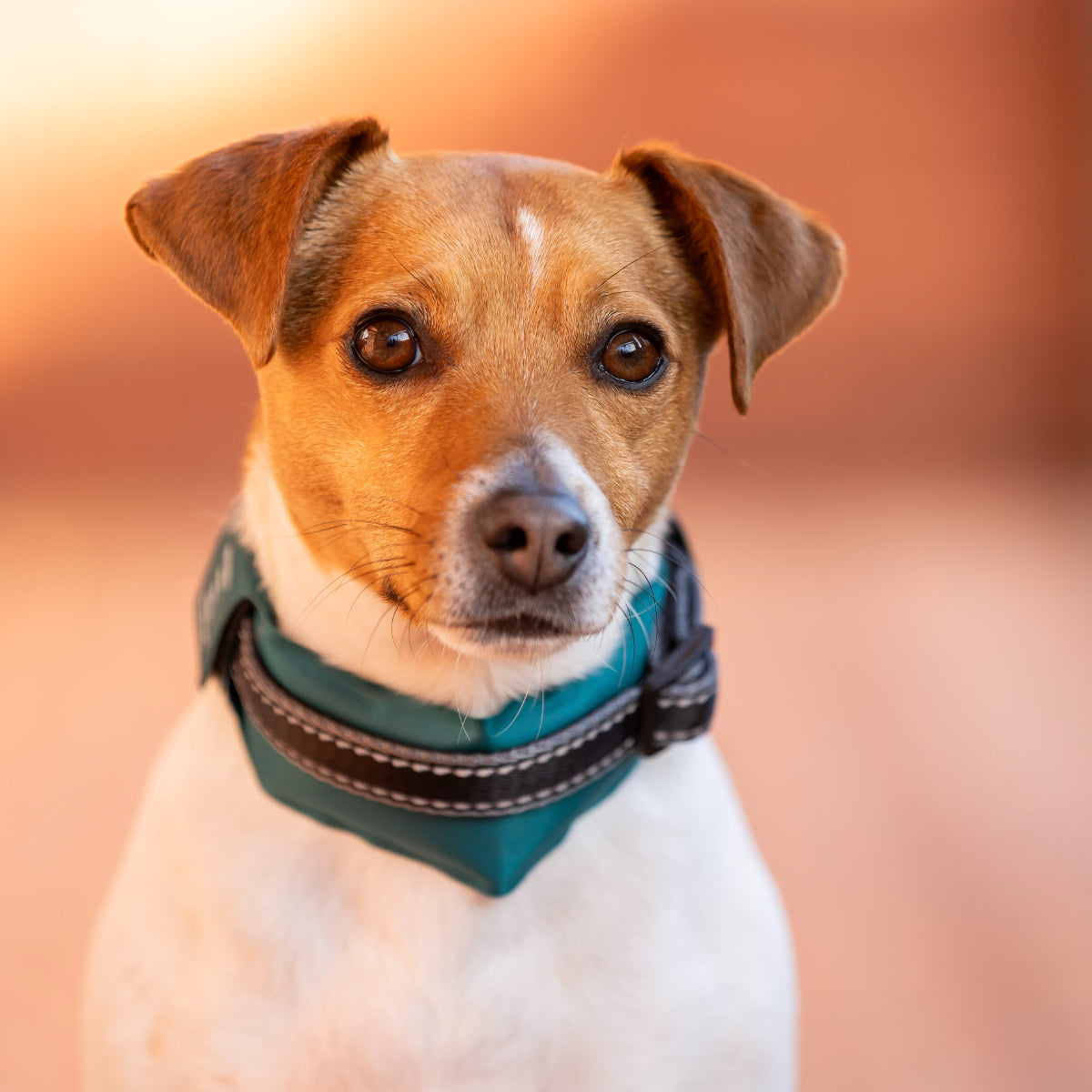 Lexi & Me Cooling Dog Collar Sleeve